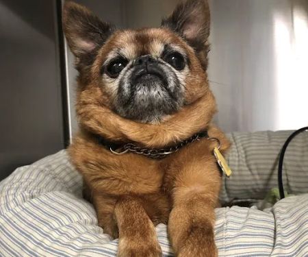 Blue Point-Bayport Animal Hospital