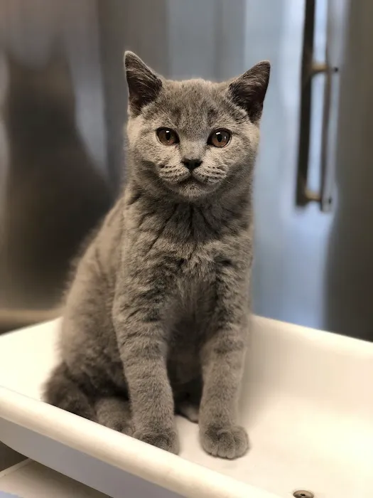 Blue Point-Bayport Animal Hospital Picture 4