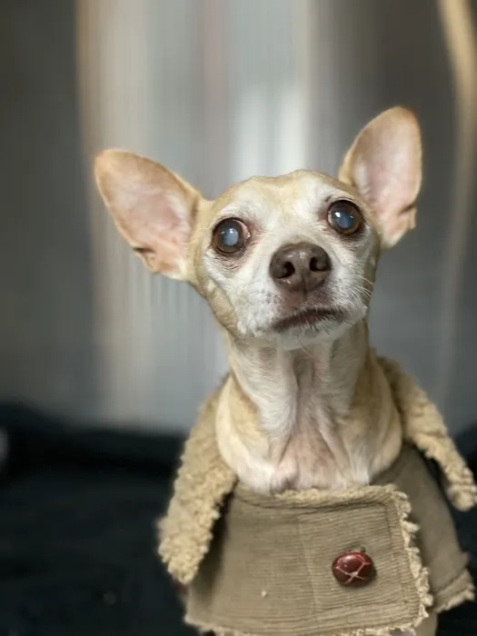 Blue Point-Bayport Animal Hospital Picture 6