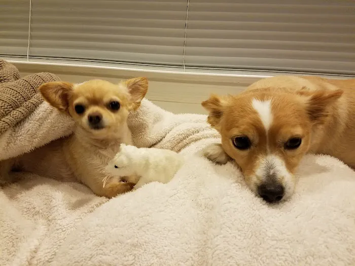 Blue Point-Bayport Animal Hospital Picture 9