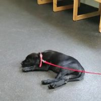 Bayport Village Animal Health ico