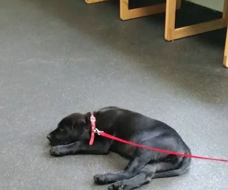 Bayport Village Animal Health