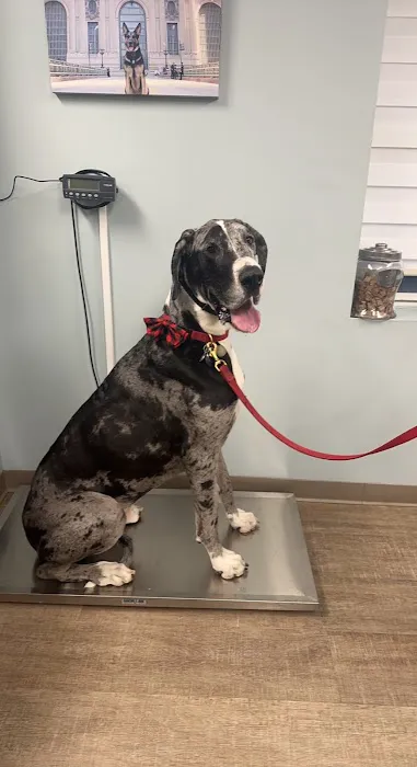 Bayport Veterinary Hospital Picture 3