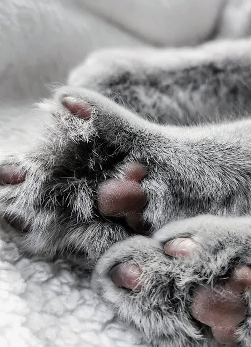 Jessica Mejia Pets Picture 4