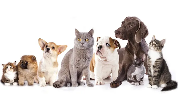 Riverside Veterinary Hospital Picture 7