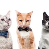 Sweet Pickles Designs - Pet Boutique + Design Center ico