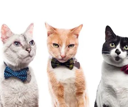 Sweet Pickles Designs - Pet Boutique + Design Center