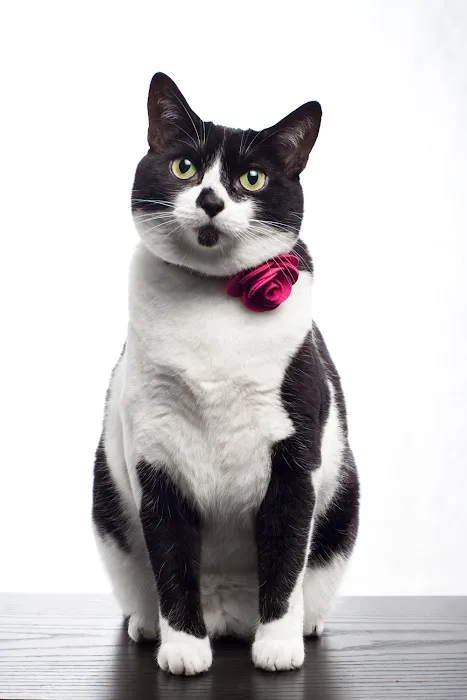 Sweet Pickles Designs - Pet Boutique + Design Center Picture 2