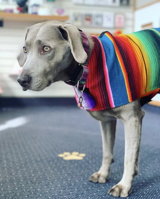 Sweet Pickles Designs - Pet Boutique + Design Center Picture 10