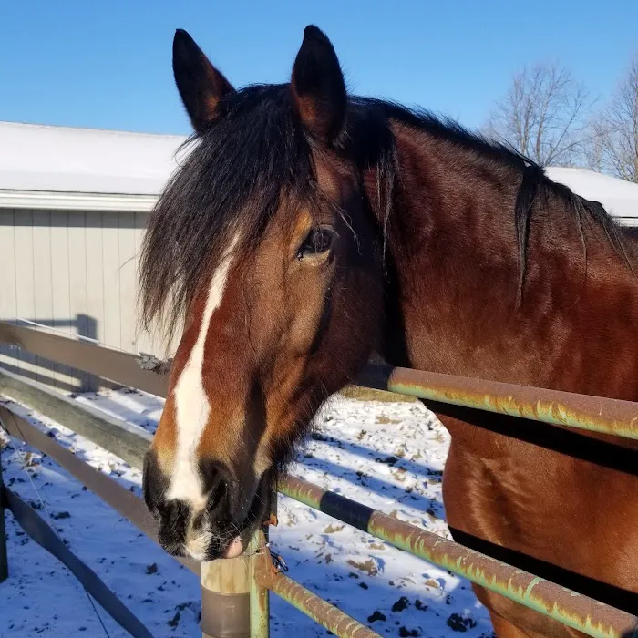 Genesee Valley Equine Clinic Picture 1