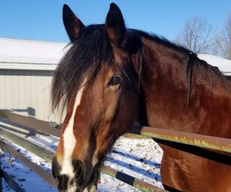 Genesee Valley Equine Clinic