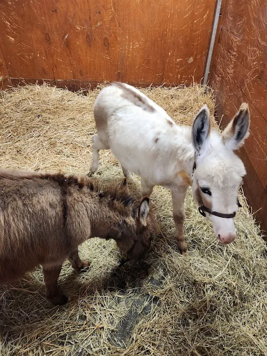 Genesee Valley Equine Clinic Picture 5