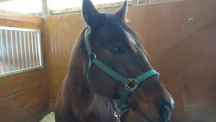 Genesee Valley Equine Clinic Picture 6