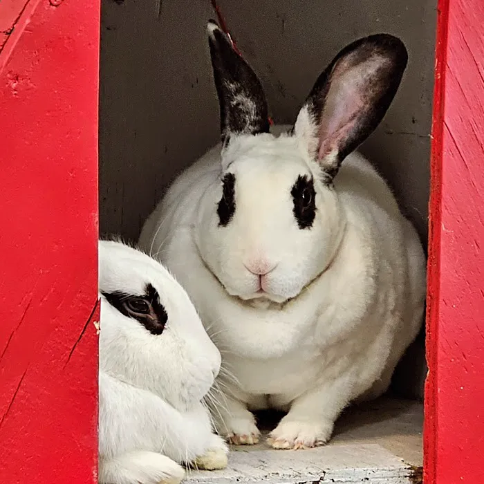 Secondhand Pet Supply Picture 3