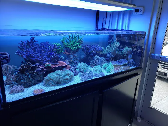 Cuttle Fish and Corals Picture 6