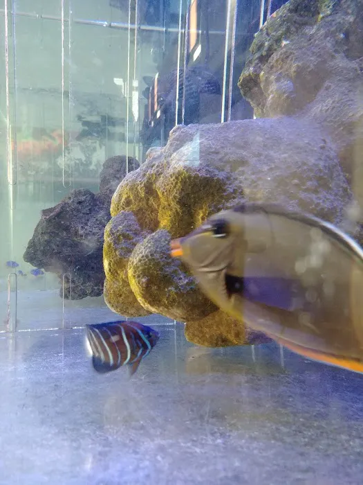 Cuttle Fish and Corals Picture 7