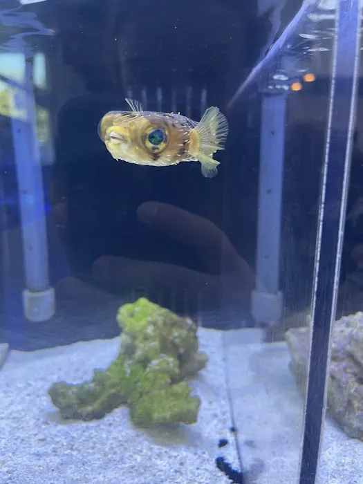 Cuttle Fish and Corals Picture 3