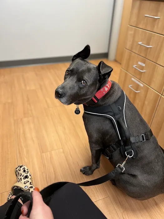 Ark Veterinary Hospital & Urgent Care Picture 7