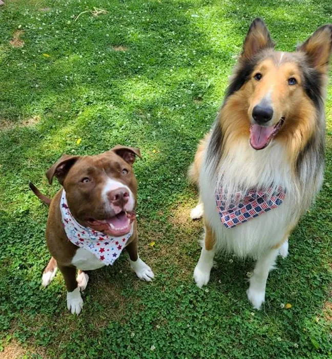 Ark Veterinary Hospital & Urgent Care Picture 10