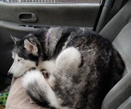Unleashed by Petco