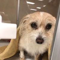 South Towne Veterinary Hospital ico