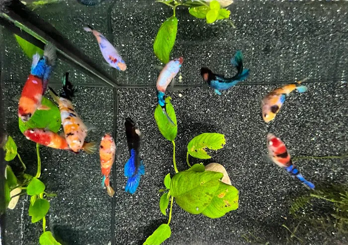 Aquatic Maintenance Store Picture 5