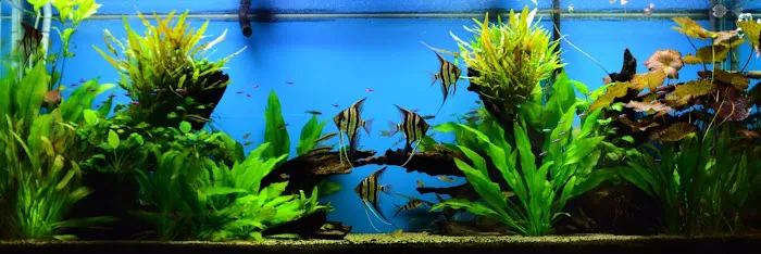 The Wet Spot Tropical Fish Picture 9