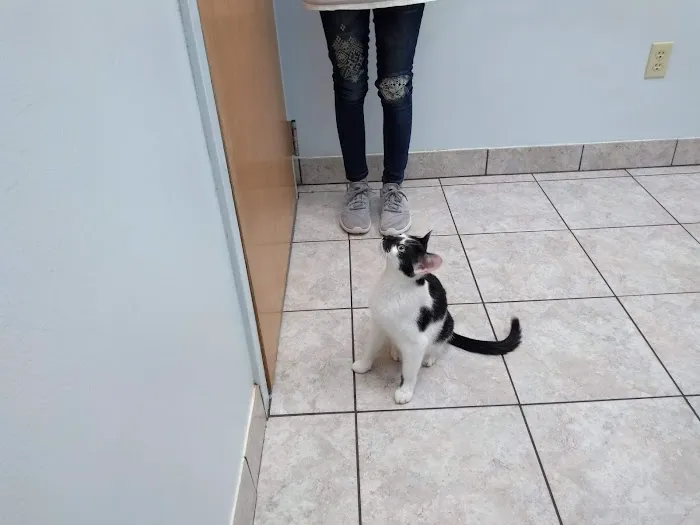 State Street Animal Hospital: Wollney Gwen DVM Picture 1