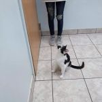 State Street Animal Hospital: Wollney Gwen DVM