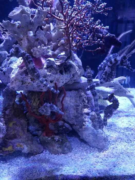 Woody's Seahorse Aquarium & Supply Picture 4