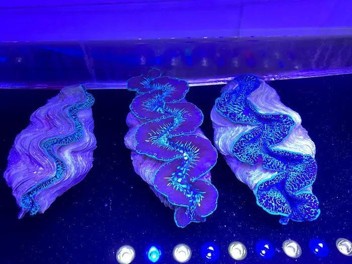Woody's Seahorse Aquarium & Supply Picture 3
