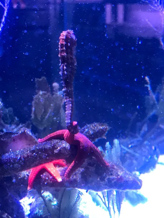 Woody's Seahorse Aquarium & Supply Picture 6