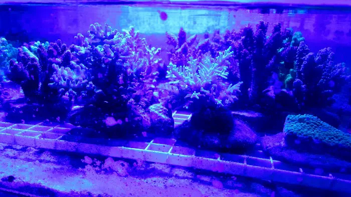 Woody's Seahorse Aquarium & Supply Picture 8