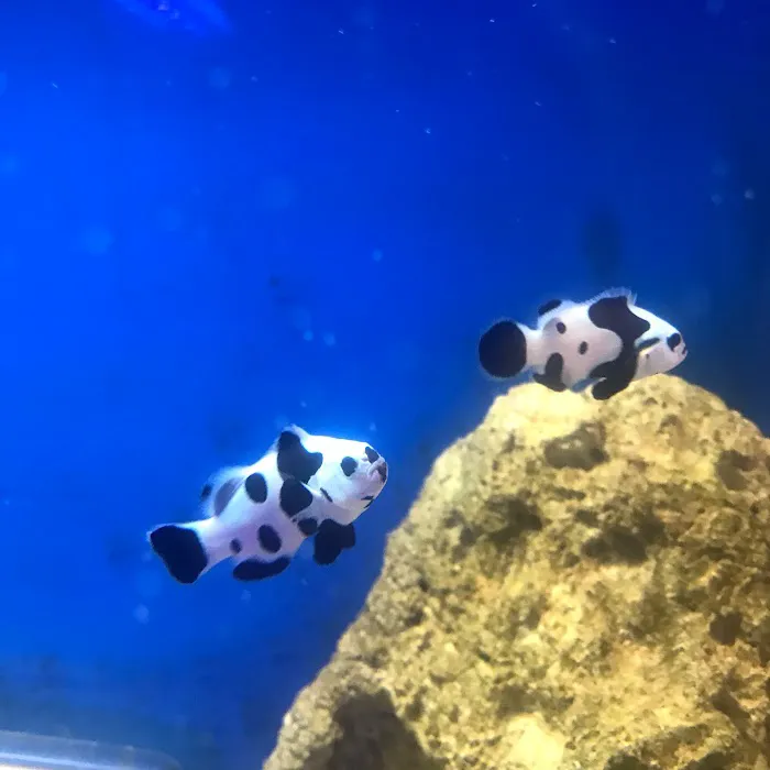 Woody's Seahorse Aquarium & Supply Picture 9