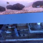 Woody's Seahorse Aquarium & Supply
