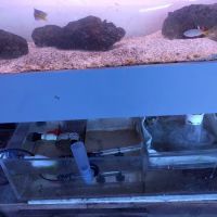 Woody's Seahorse Aquarium & Supply ico