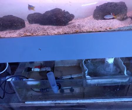 Woody's Seahorse Aquarium & Supply