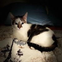 State Street Animal Hospital ico