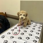 Perry Veterinary Clinic- Batavia Office