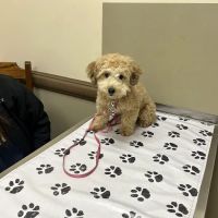 Perry Veterinary Clinic- Batavia Office ico