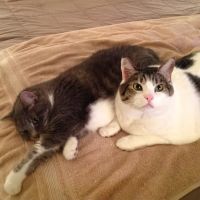 Petco ico