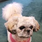 Pumpkin Hill Veterinary Clinic