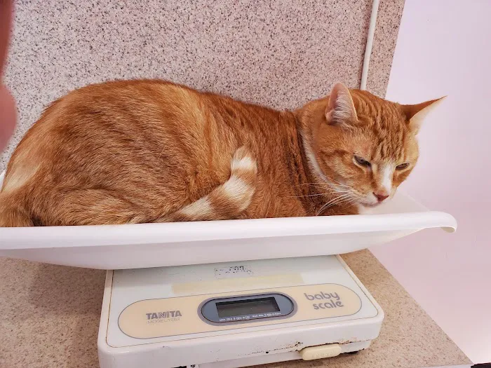 Pumpkin Hill Veterinary Clinic Picture 3
