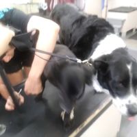 Paws n Milwaukie ico