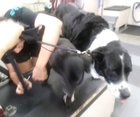Paws n Milwaukie