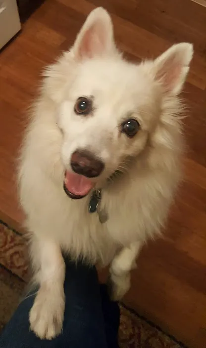 Paws n Milwaukie Picture 7
