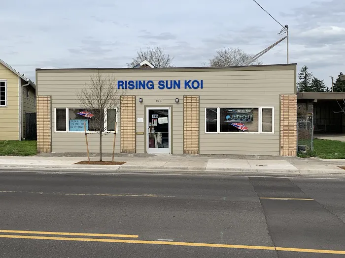 Rising Sun Koi Picture 10
