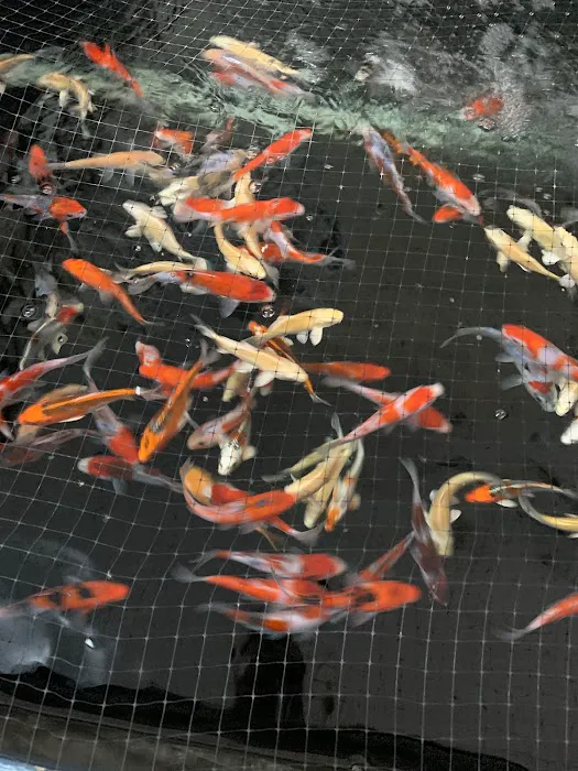 Rising Sun Koi Picture 4