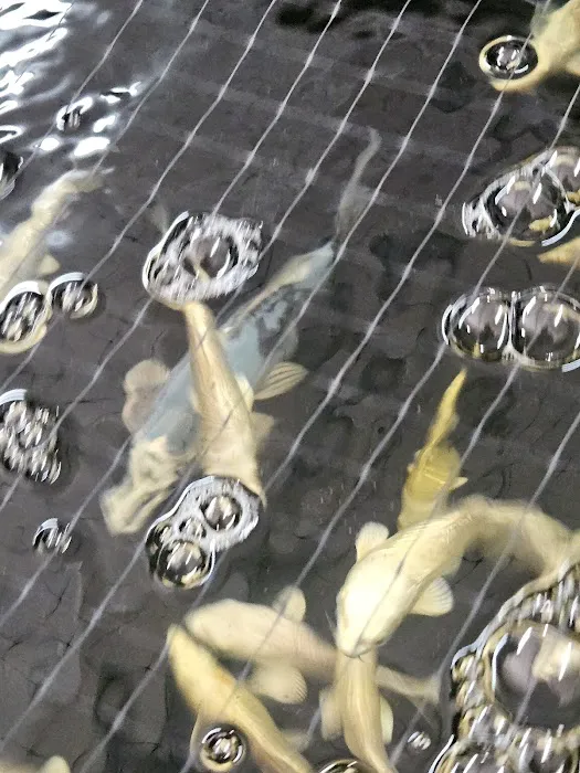 Rising Sun Koi Picture 1