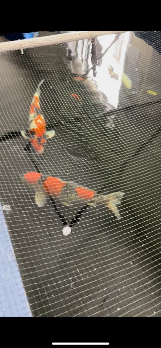 Rising Sun Koi Picture 9